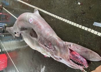 1.25億年前惡魔鯊「哥布林鯊」現身宜蘭南方澳漁港！生活新訊｜房屋貸款知識家